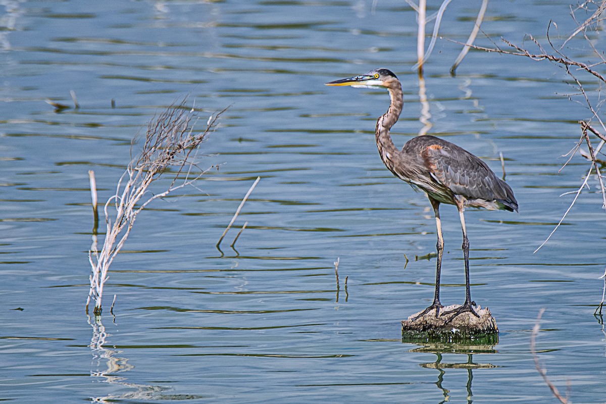 Great Blue Heron - Fred Moses