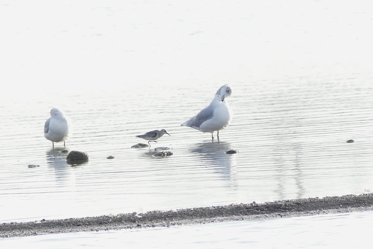 Sanderling - ML176536551