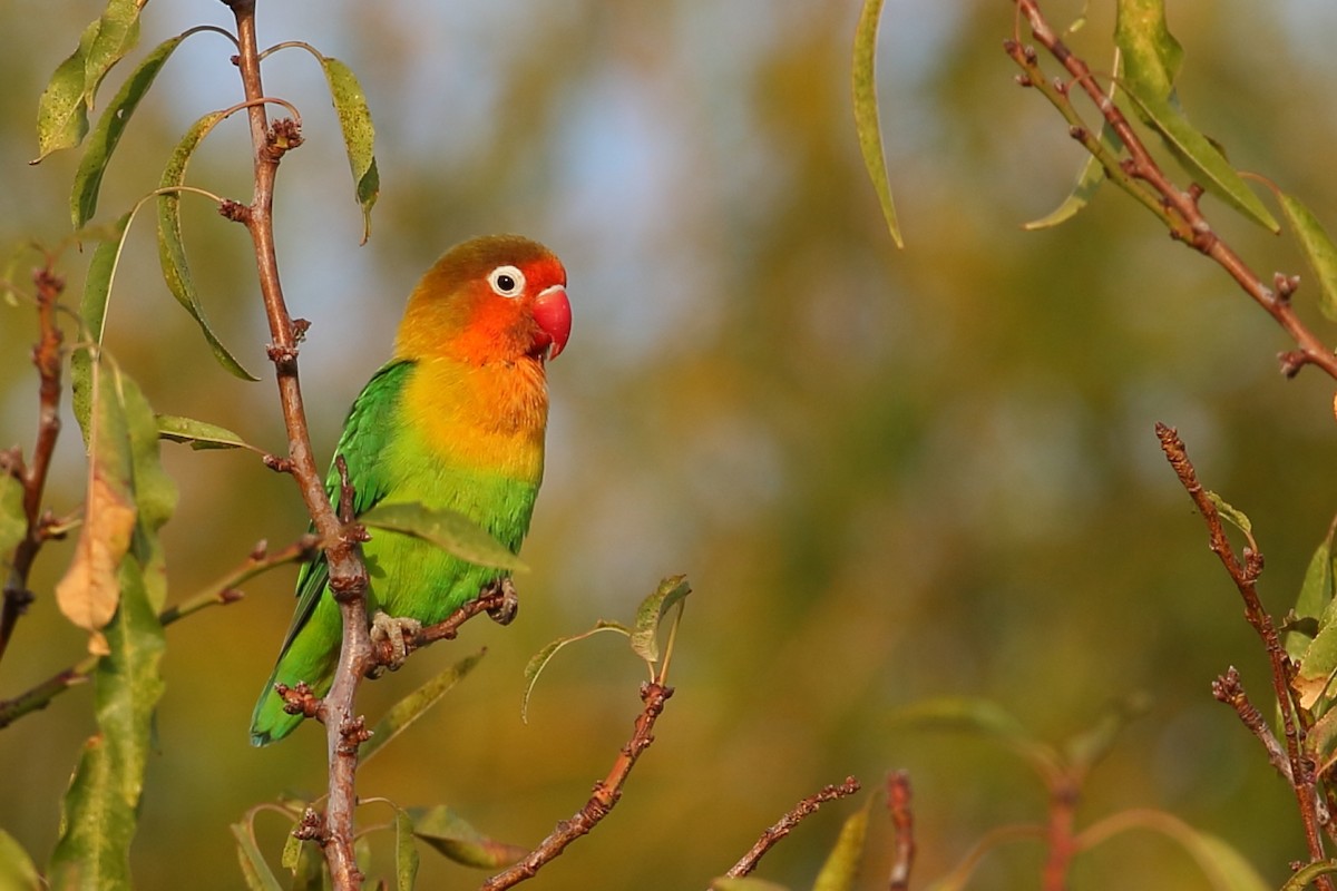 Fischer's Lovebird - António Gonçalves