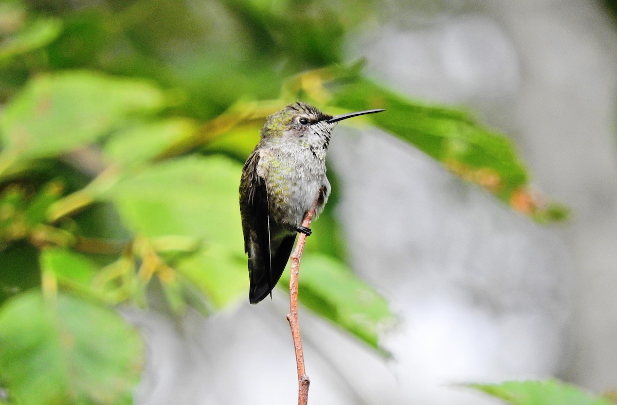 Anna's Hummingbird - ML176538531