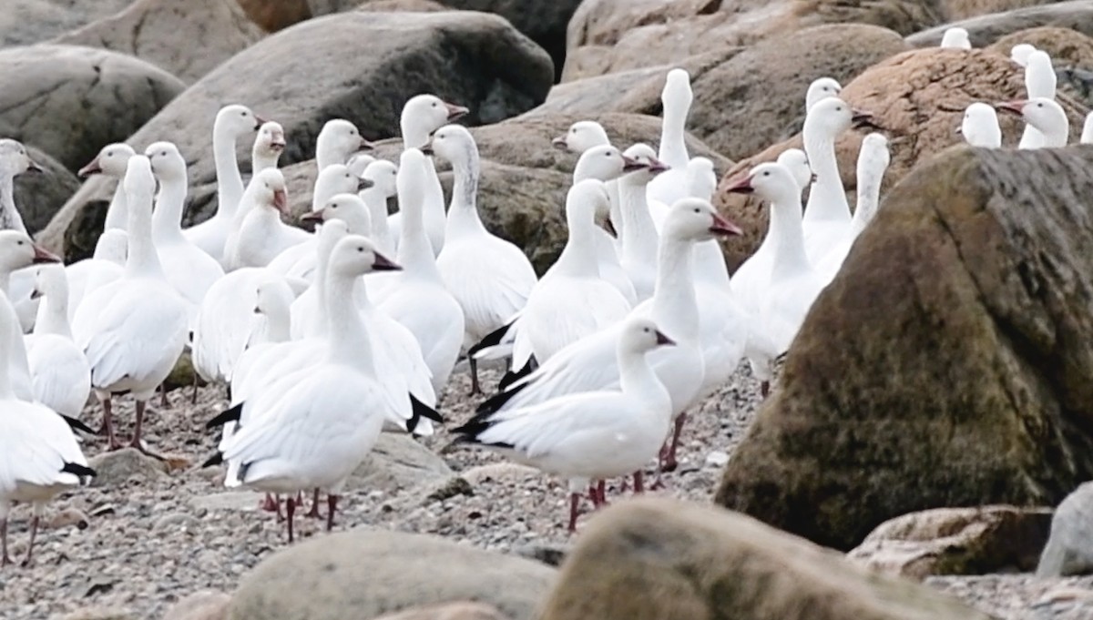 Ross's Goose - ML176540391