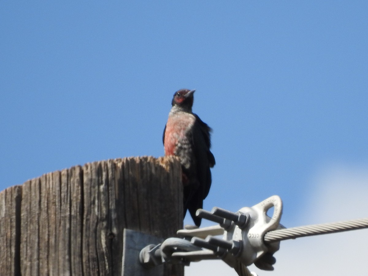 Lewis's Woodpecker - ML176541001