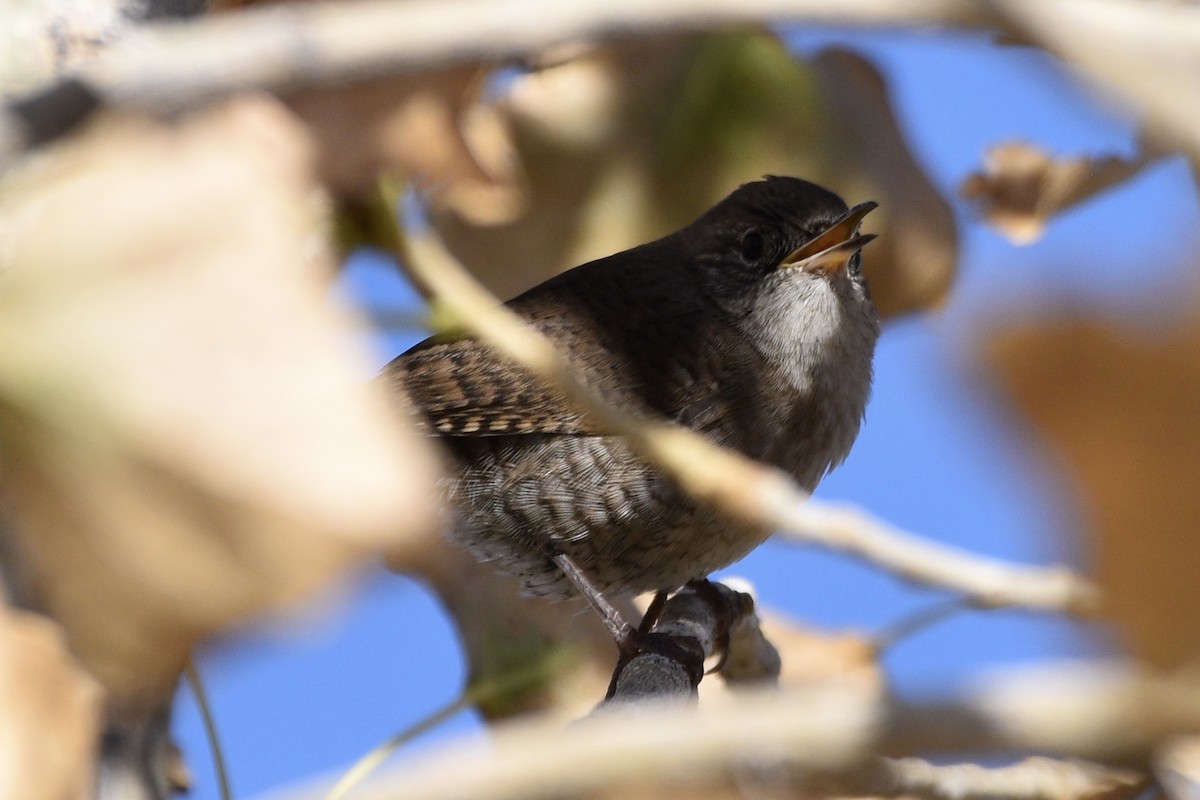 House Wren - ML176541611