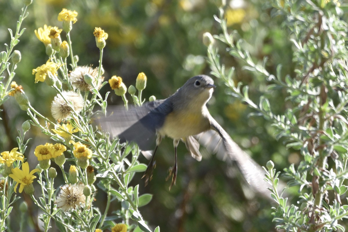 Virginia's Warbler - ML176541711