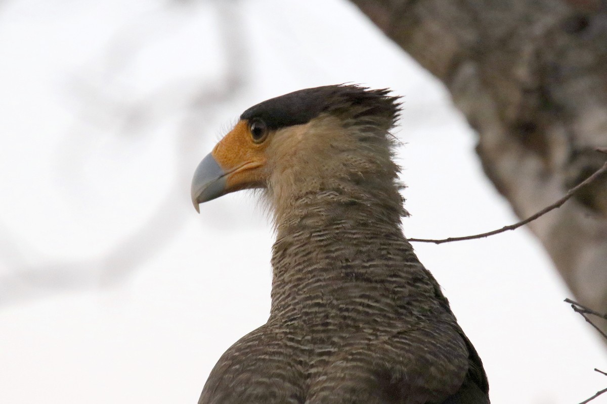 Crested Caracara (Southern) - ML176541821
