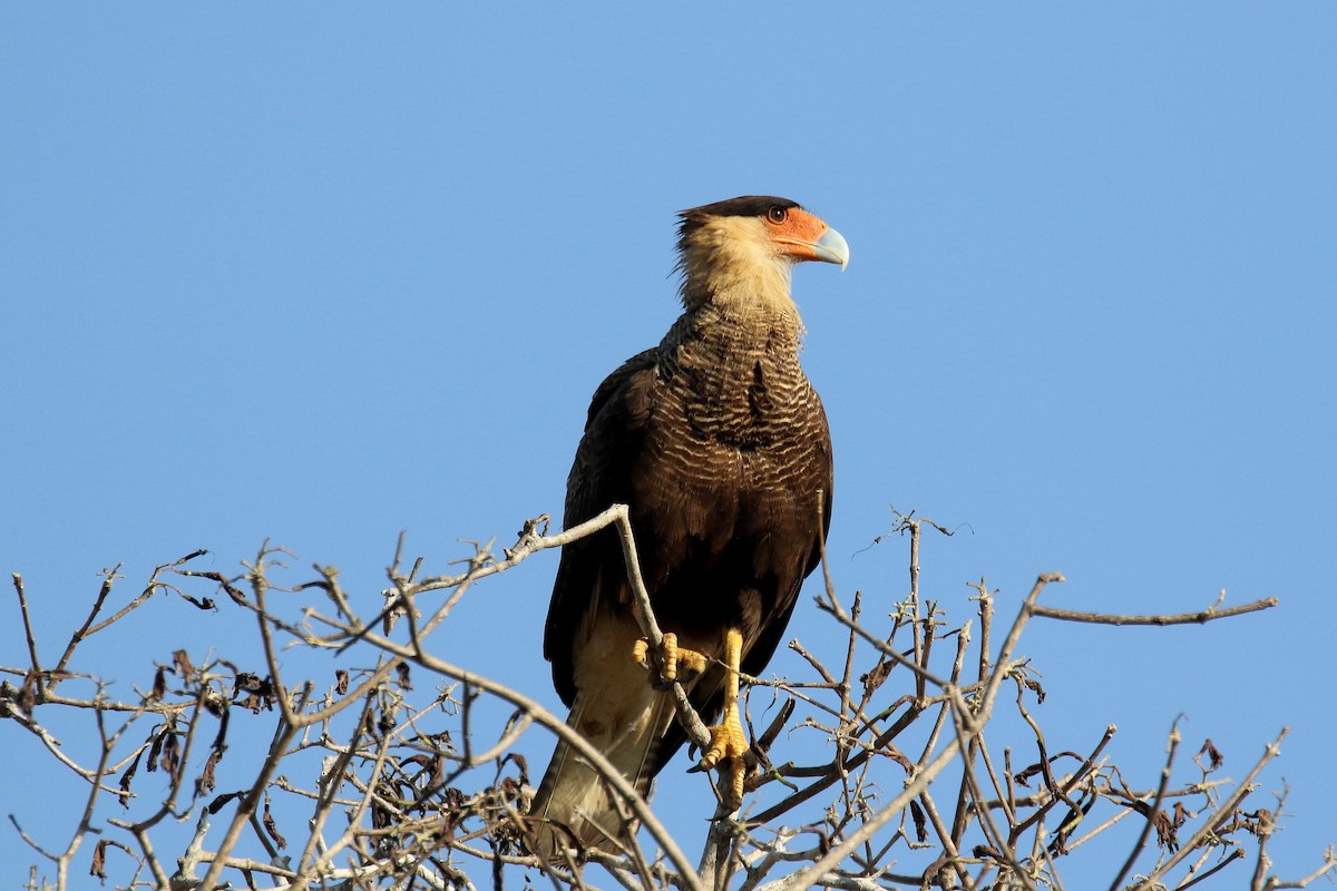 Crested Caracara (Southern) - ML176541921