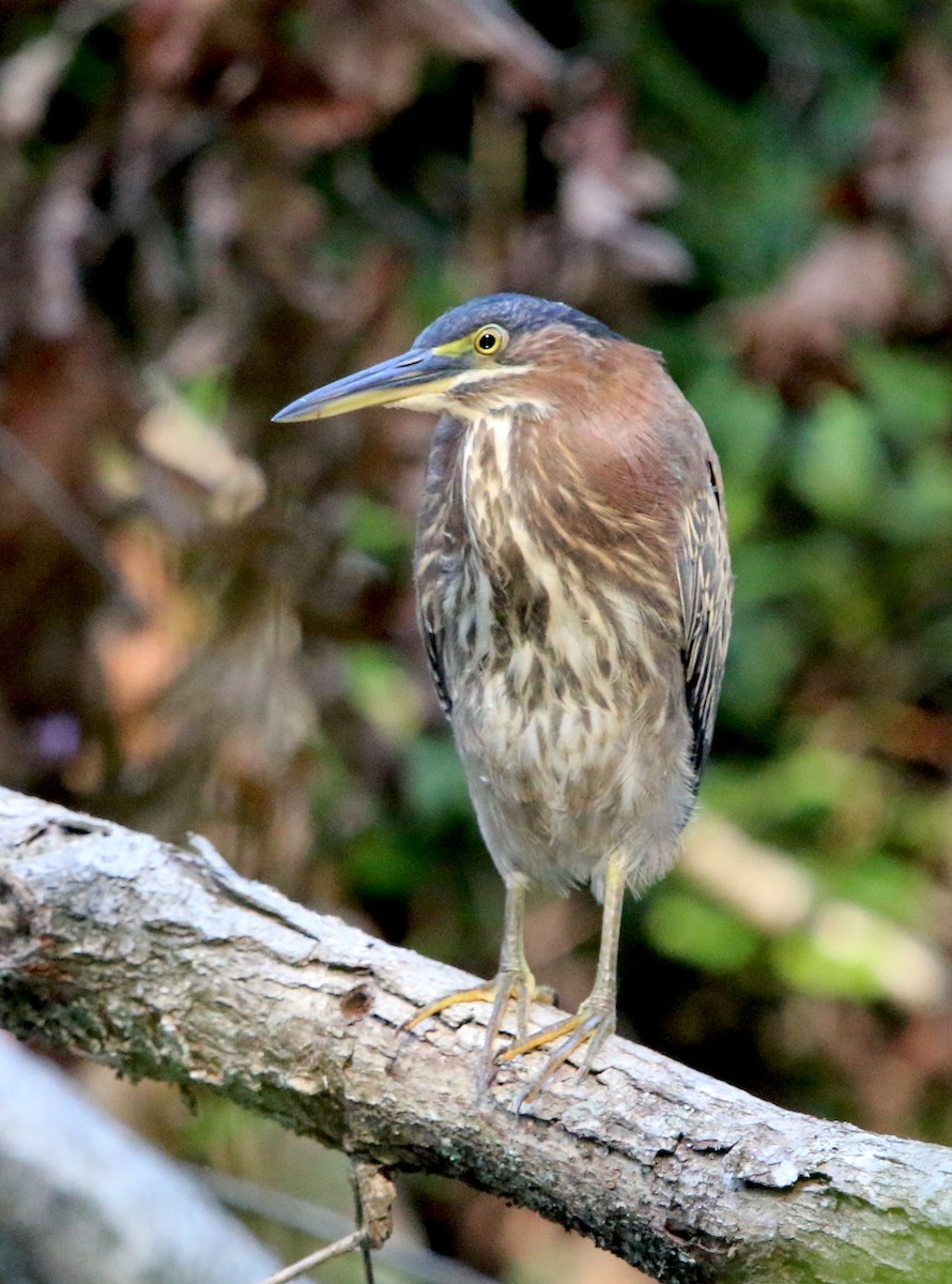 Green Heron - ML176541971