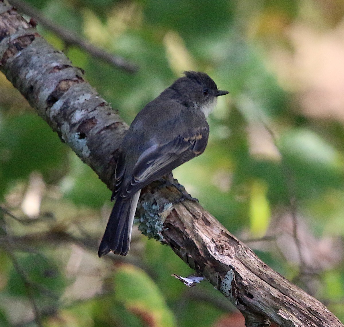 Eastern Phoebe - ML176542041