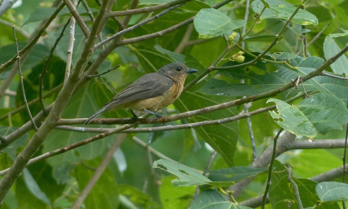 Drab Whistler (Cinnamon-breasted) - Jenny Bowman