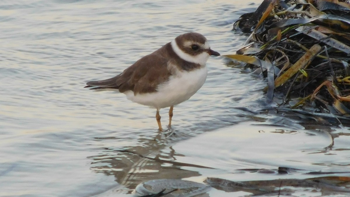 Semipalmated Plover - John  Paalvast