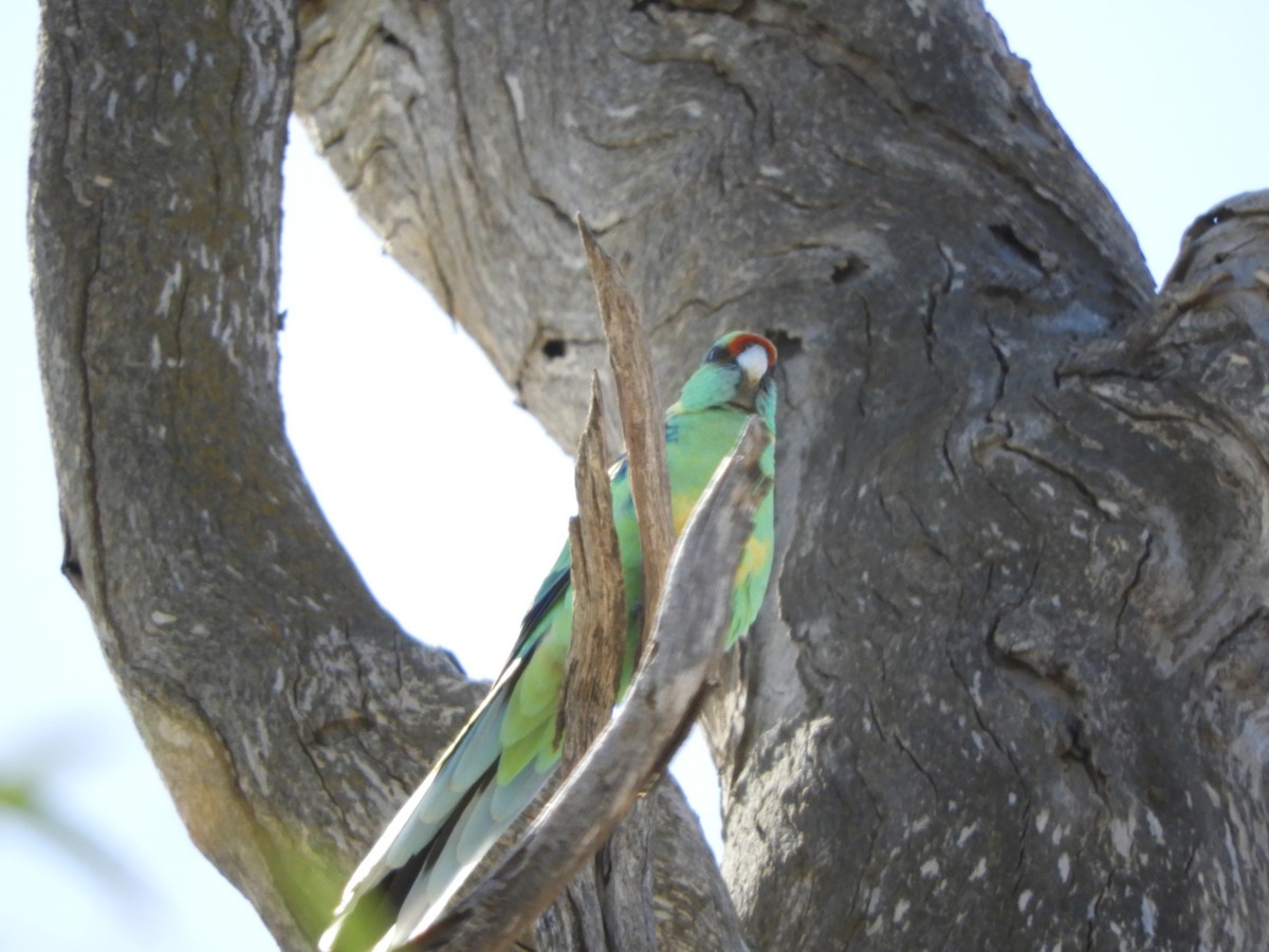 Воротничковый попугай (barnardi) - ML176544801