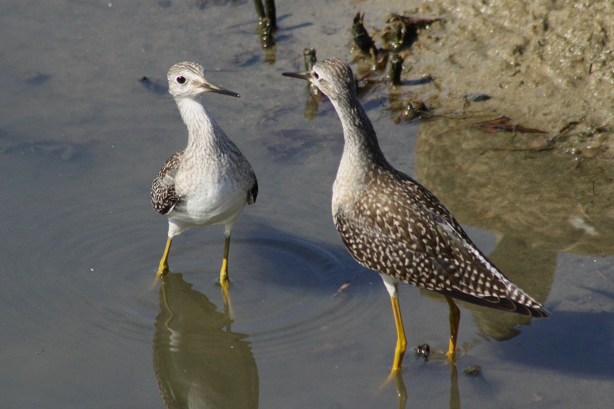 Lesser Yellowlegs - Nancy Villone