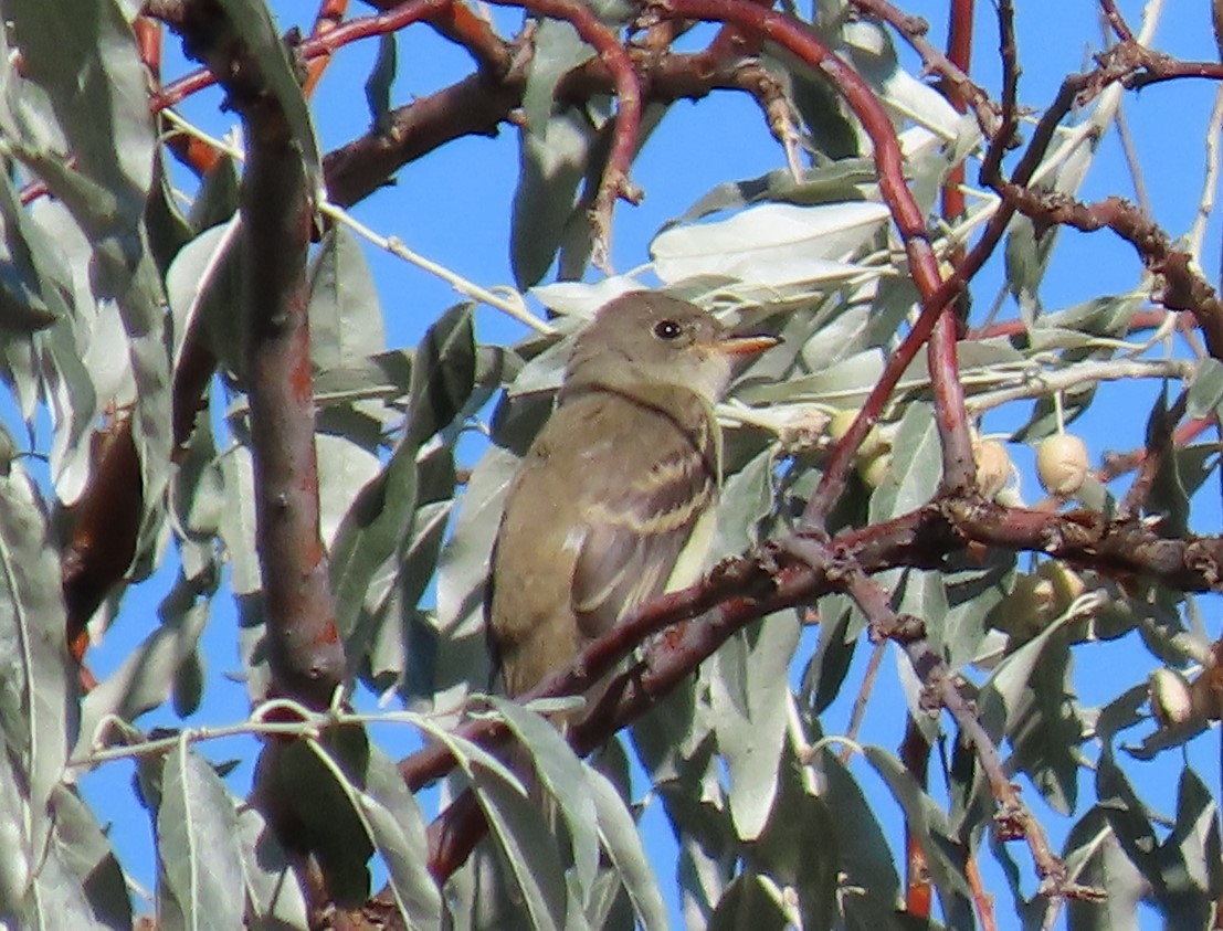 Willow Flycatcher - ML176546841