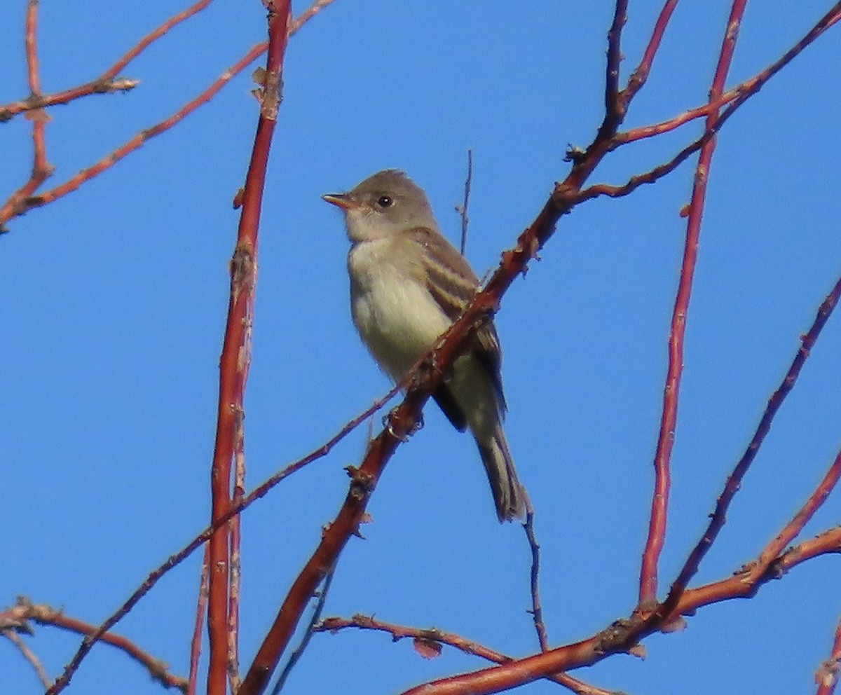 Willow Flycatcher - ML176546851