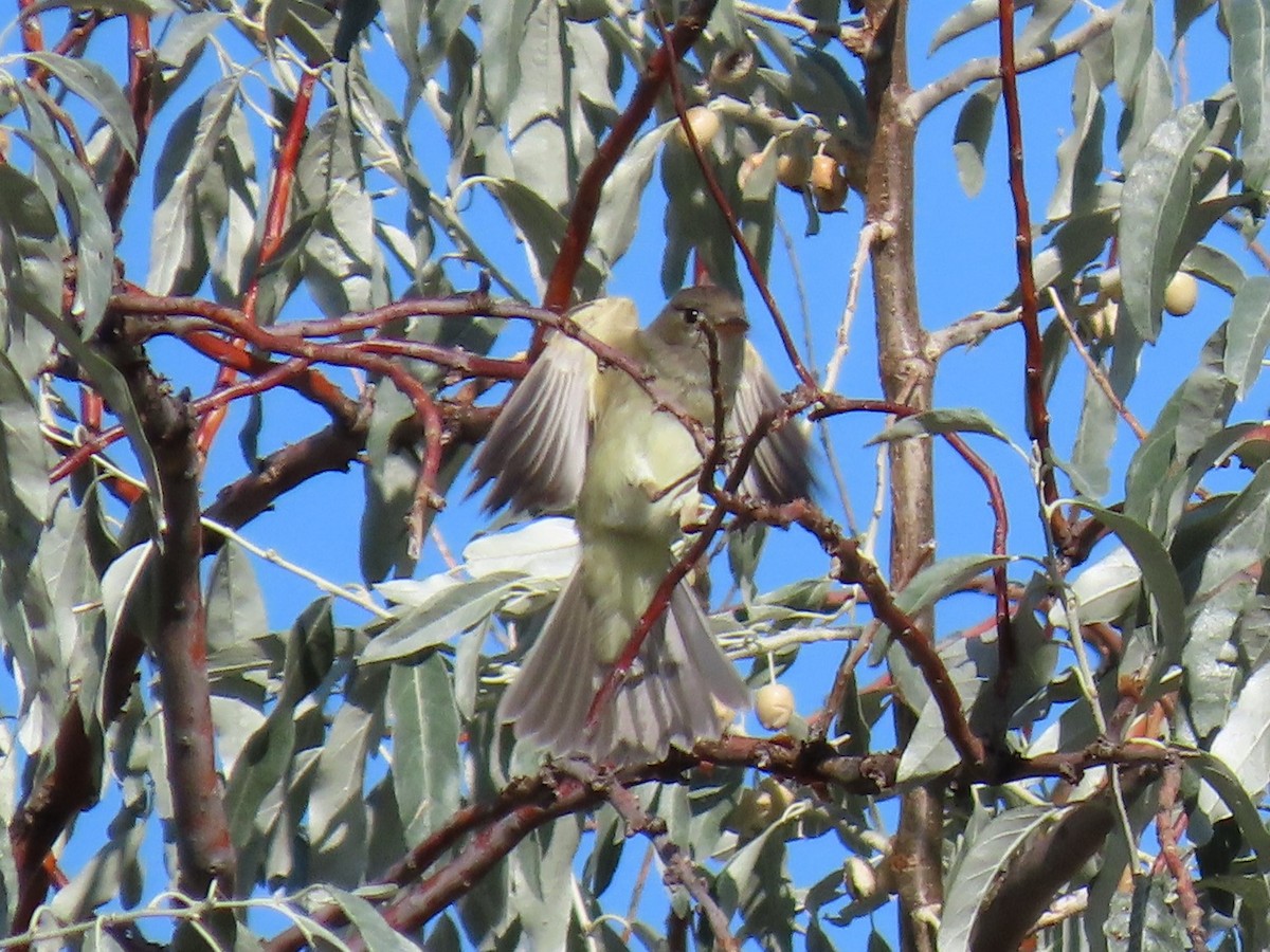 Willow Flycatcher - ML176546861