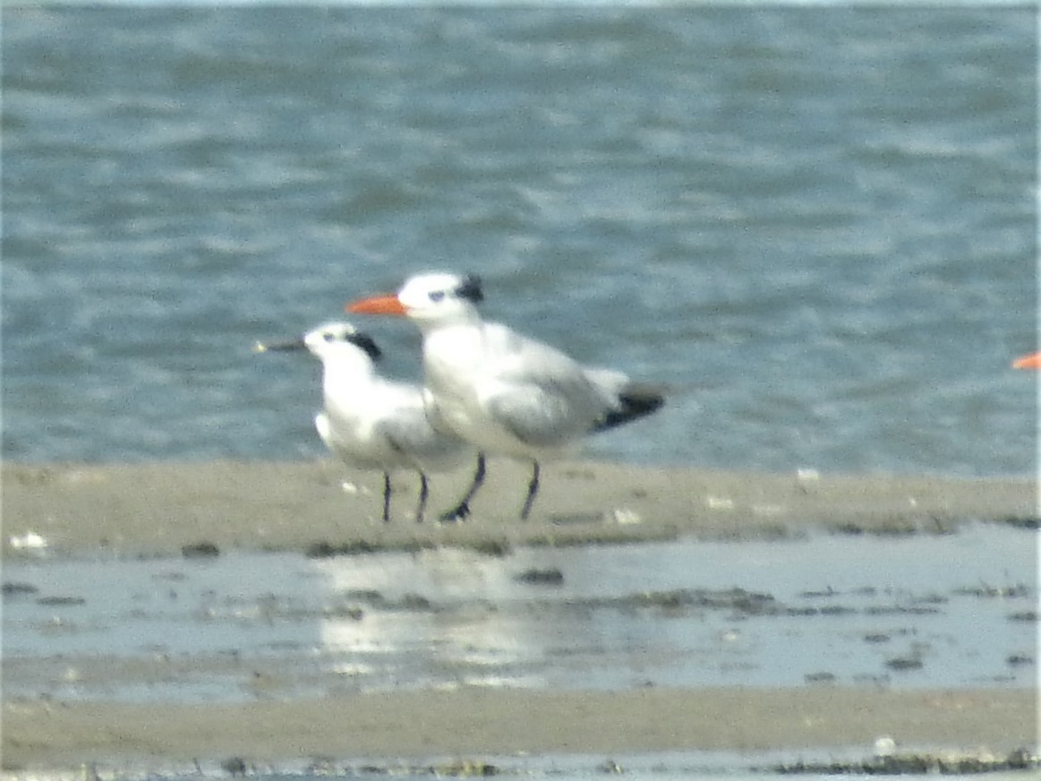 Sandwich Tern - ML176548261