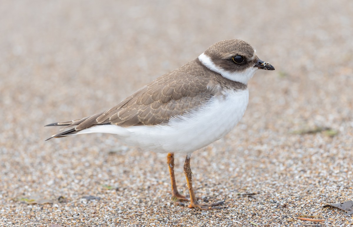 Semipalmated Plover - ML176548601