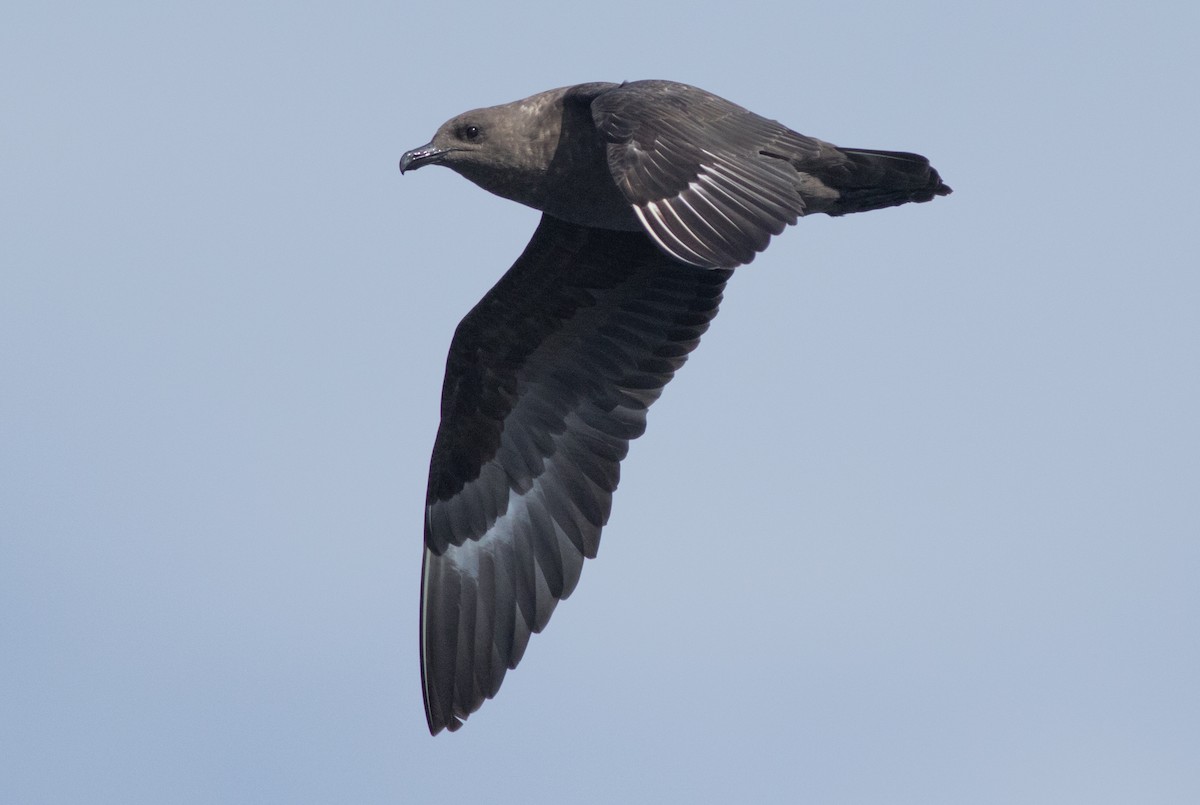 South Polar Skua - ML176548801