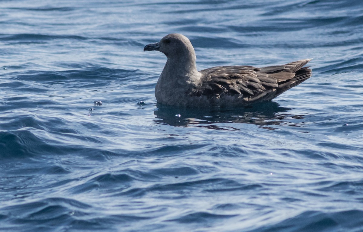 South Polar Skua - Joachim Bertrands