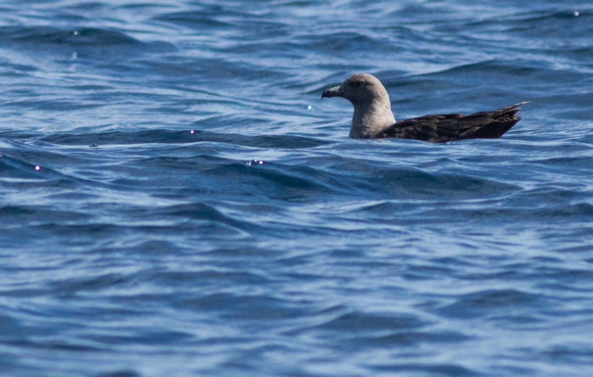 South Polar Skua - ML176548821