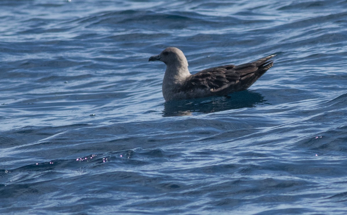 South Polar Skua - Joachim Bertrands