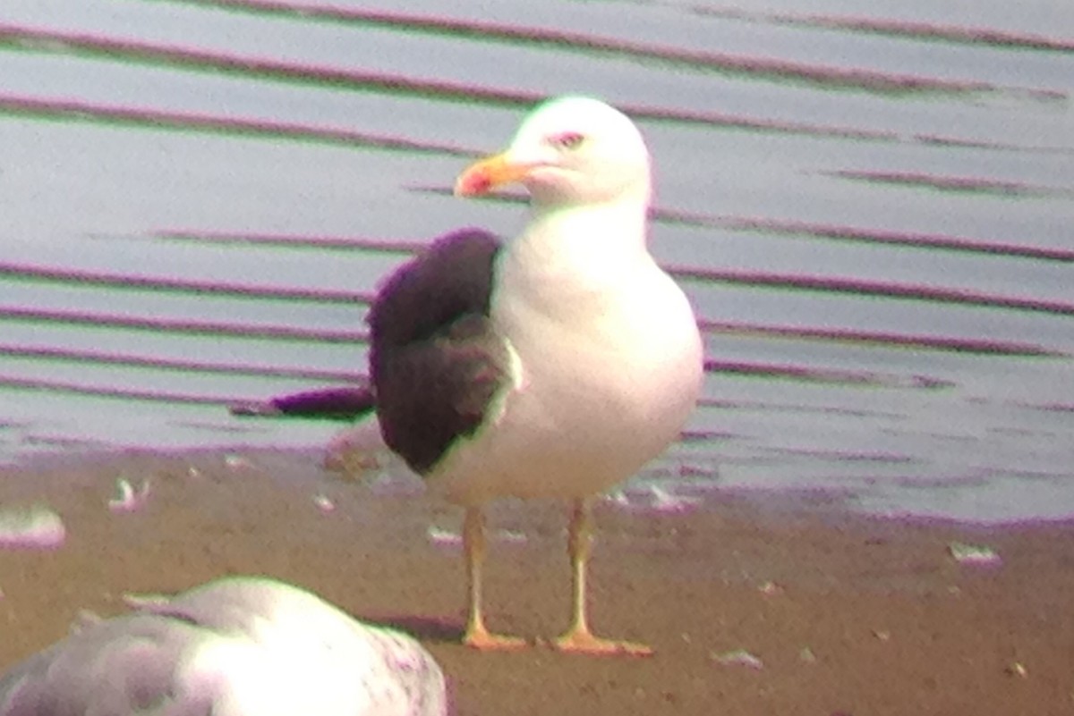 Lesser Black-backed Gull (graellsii) - ML176549121