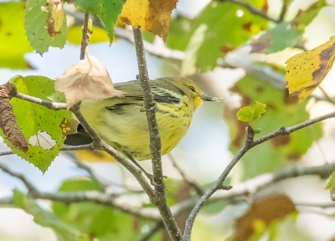 Cape May Warbler - ML176554371