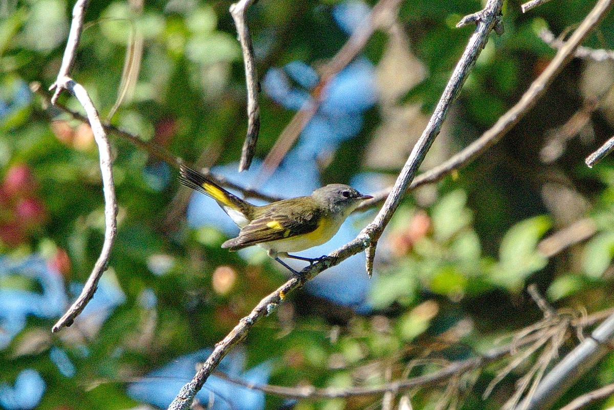 American Redstart - ML176556371