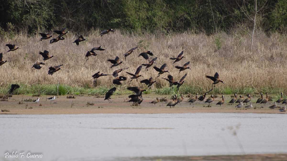 White-faced Whistling-Duck - Pablo Cuervo