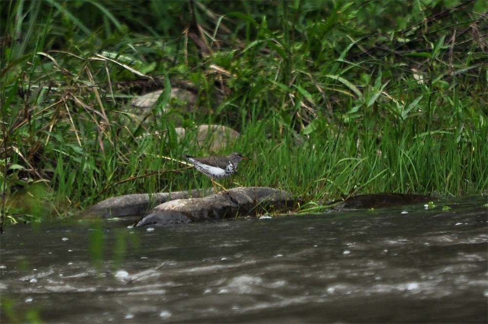 Spotted Sandpiper - ML176556701