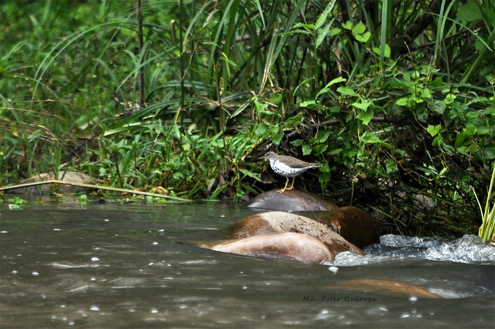 Spotted Sandpiper - ML176556711