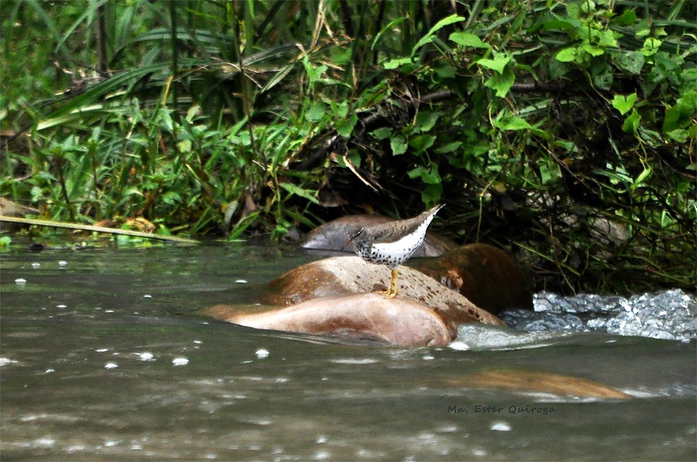 Spotted Sandpiper - ML176556721