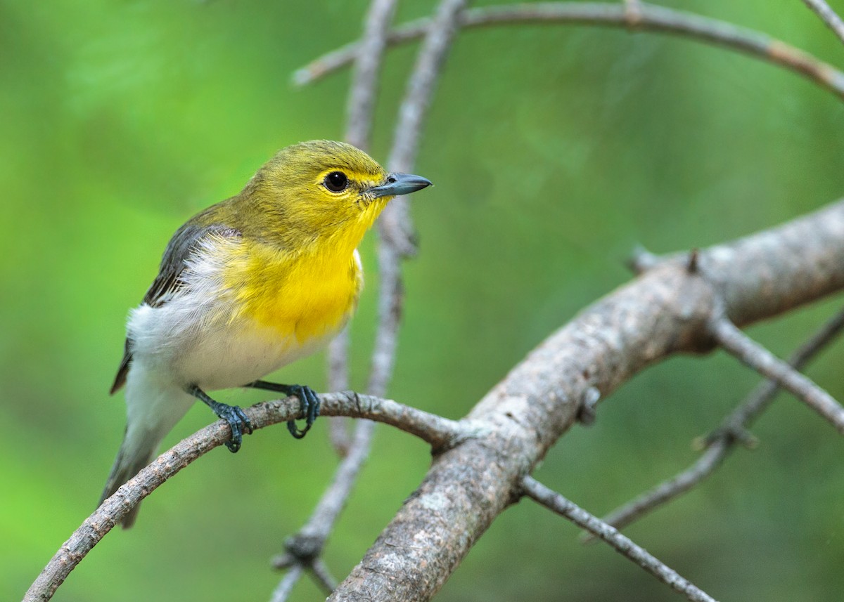 Yellow-throated Vireo - Brian Smith