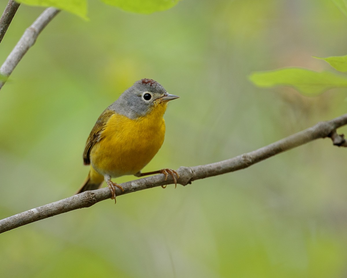 Nashville Warbler - ML176557521