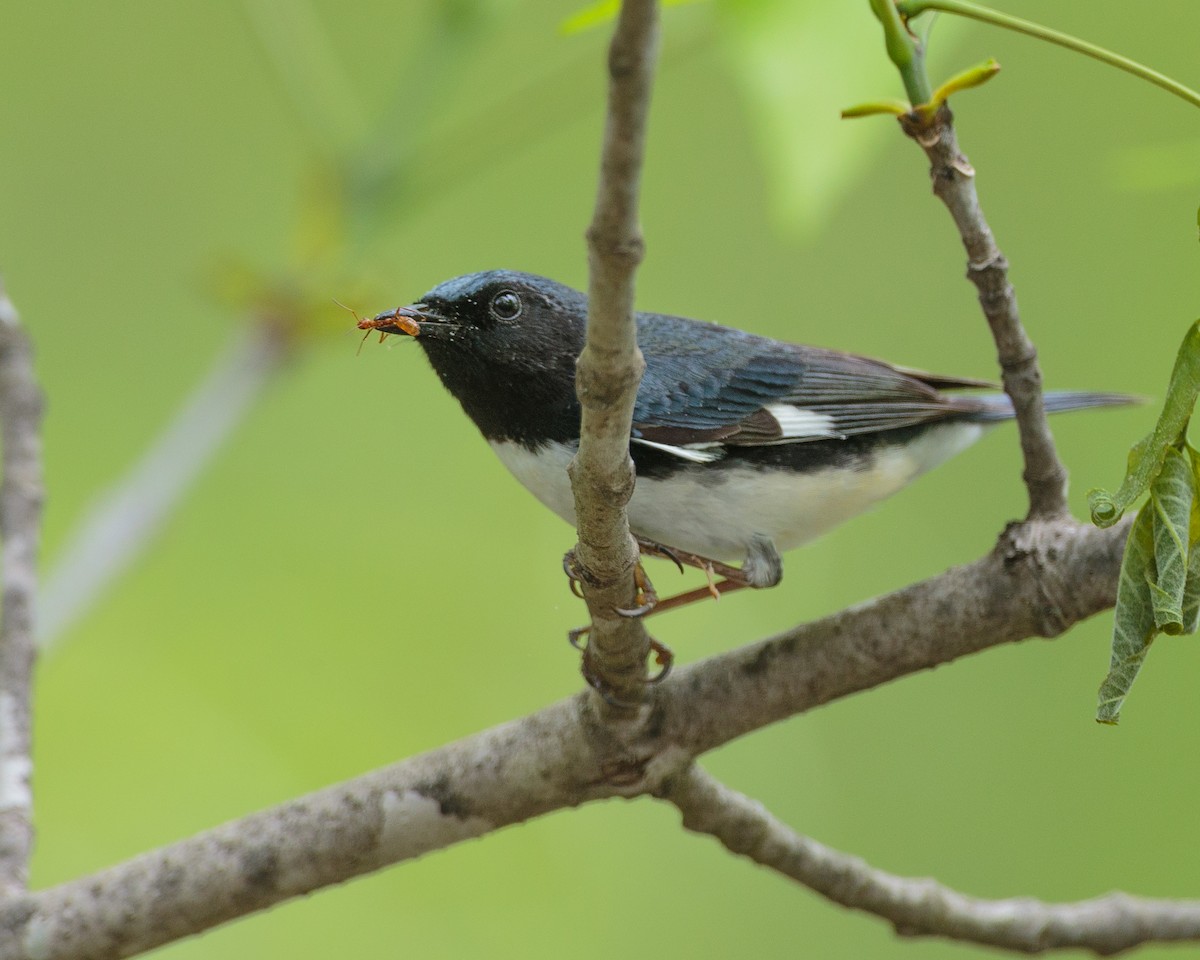 Black-throated Blue Warbler - ML176557721