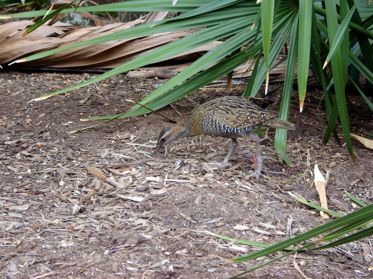 Buff-banded Rail - ML176557841