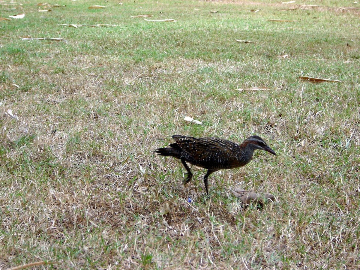 Buff-banded Rail - ML176557941