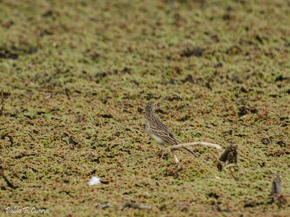 Yellowish Pipit - ML176557981