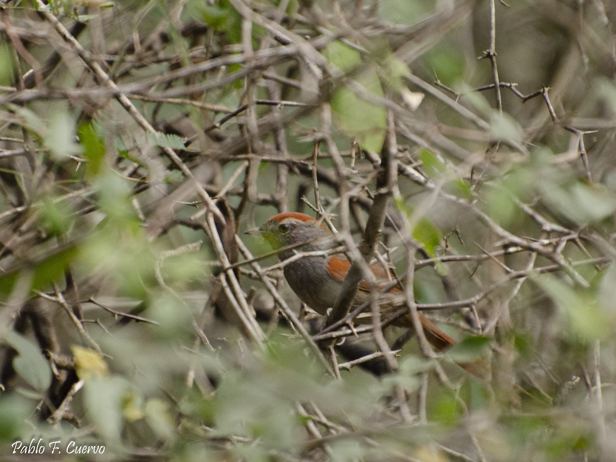 Sooty-fronted Spinetail - ML176558211