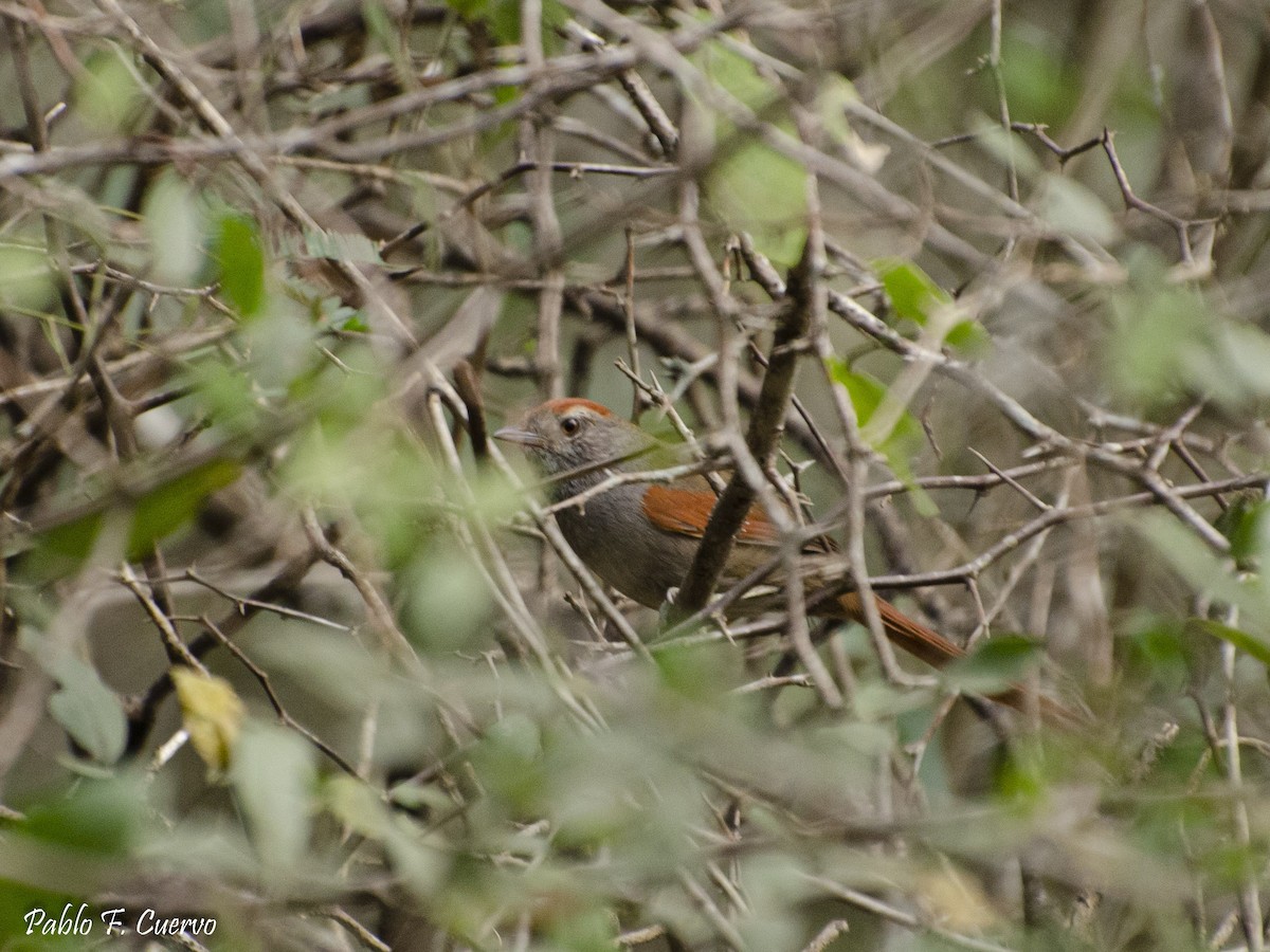 Sooty-fronted Spinetail - ML176558231
