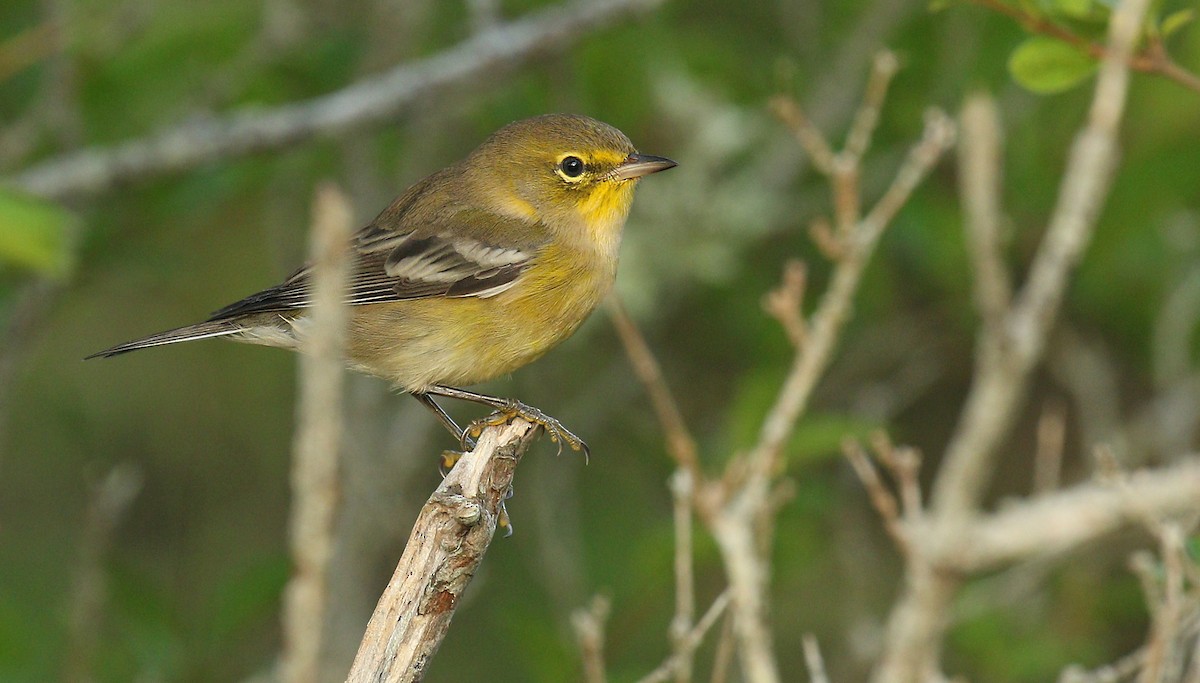 Pine Warbler - ML176558441