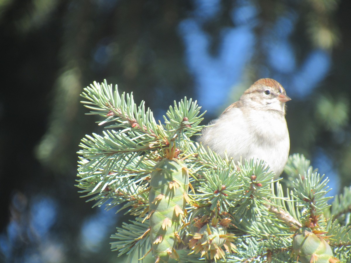 Chipping Sparrow - ML176558471