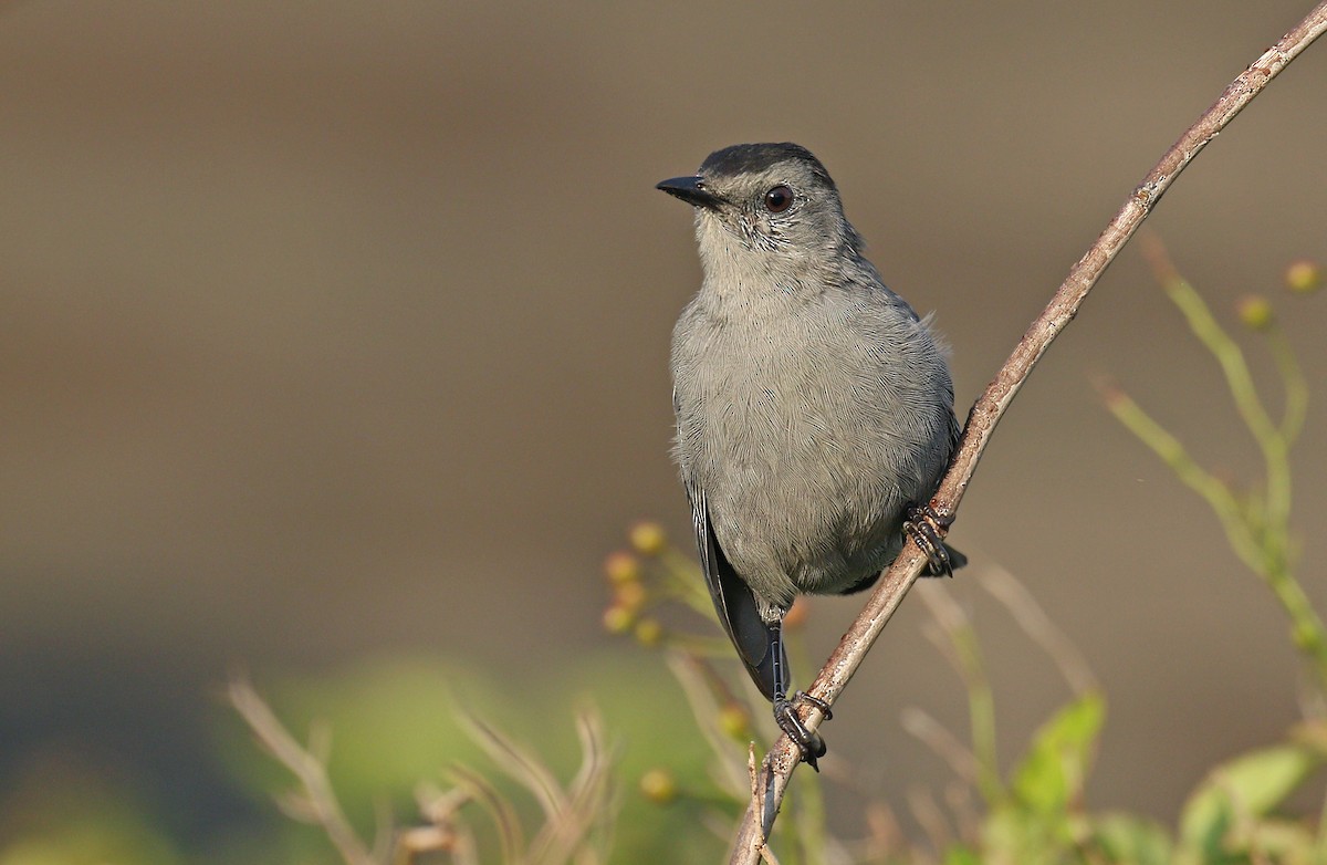 Gray Catbird - ML176558481