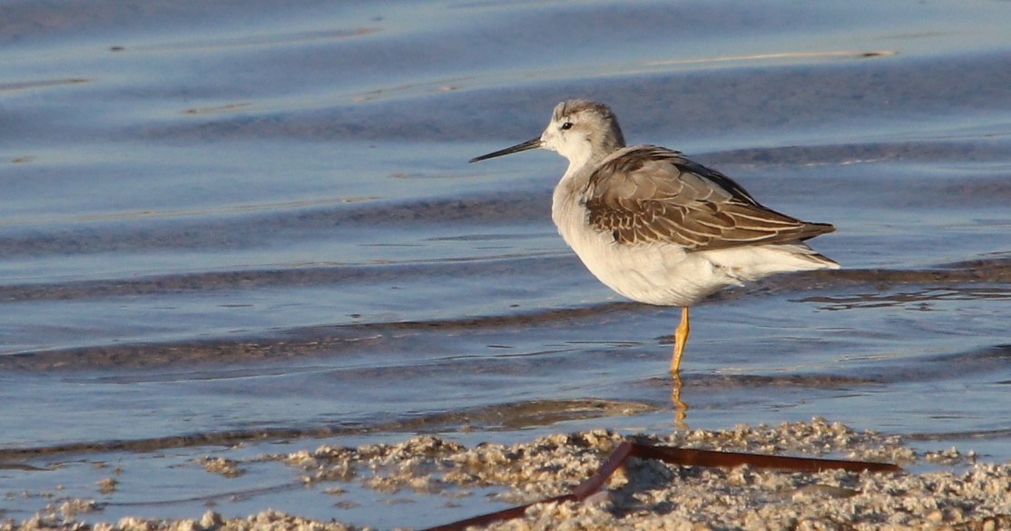 Falaropo Tricolor - ML176559321