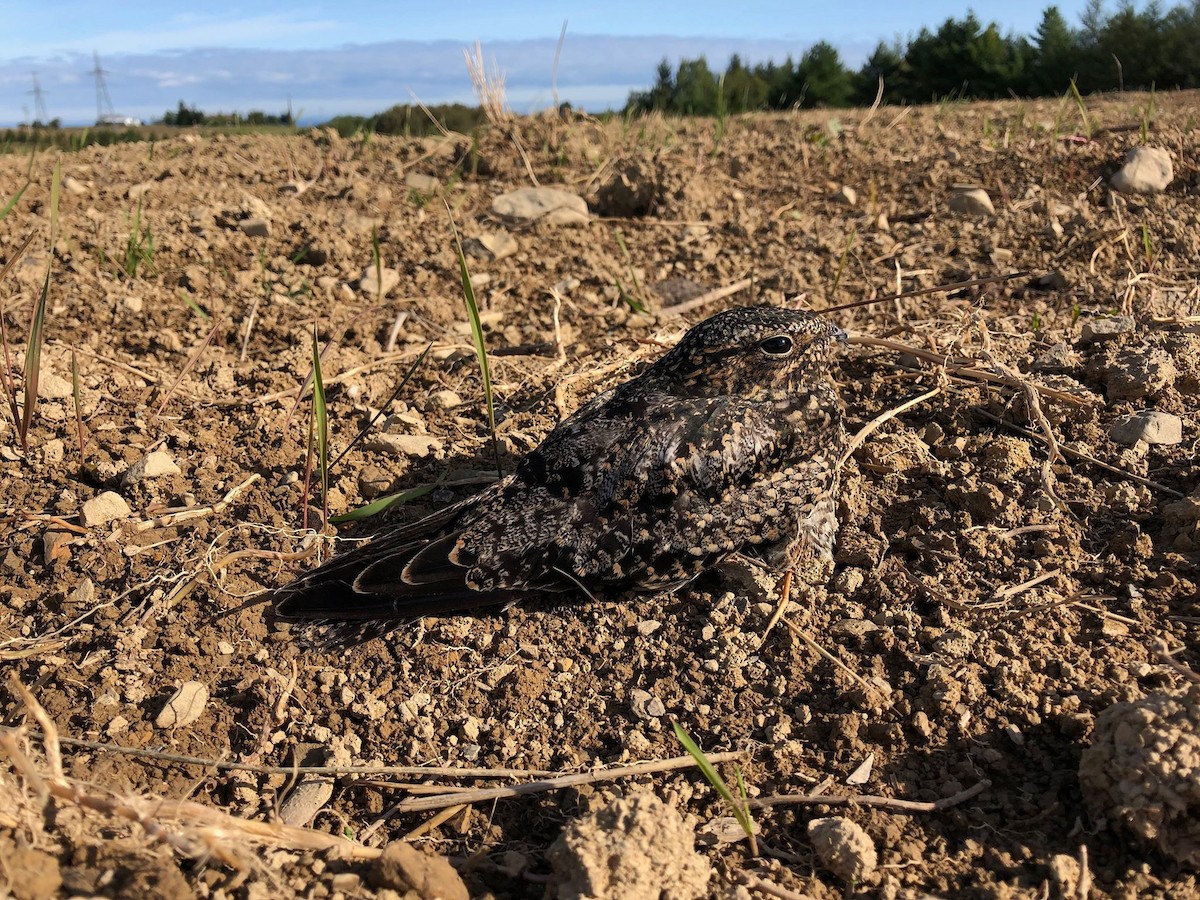 Common Nighthawk - ML176560071