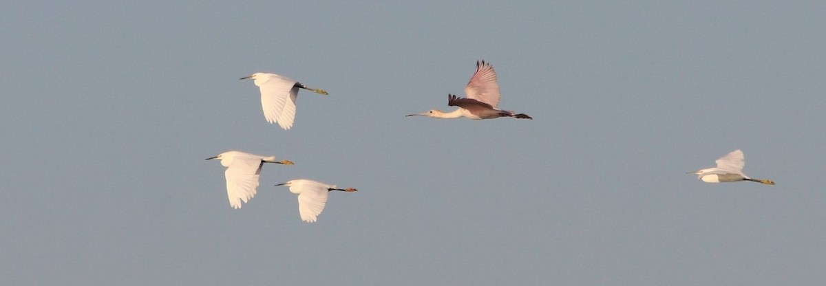 Roseate Spoonbill - ML176561081