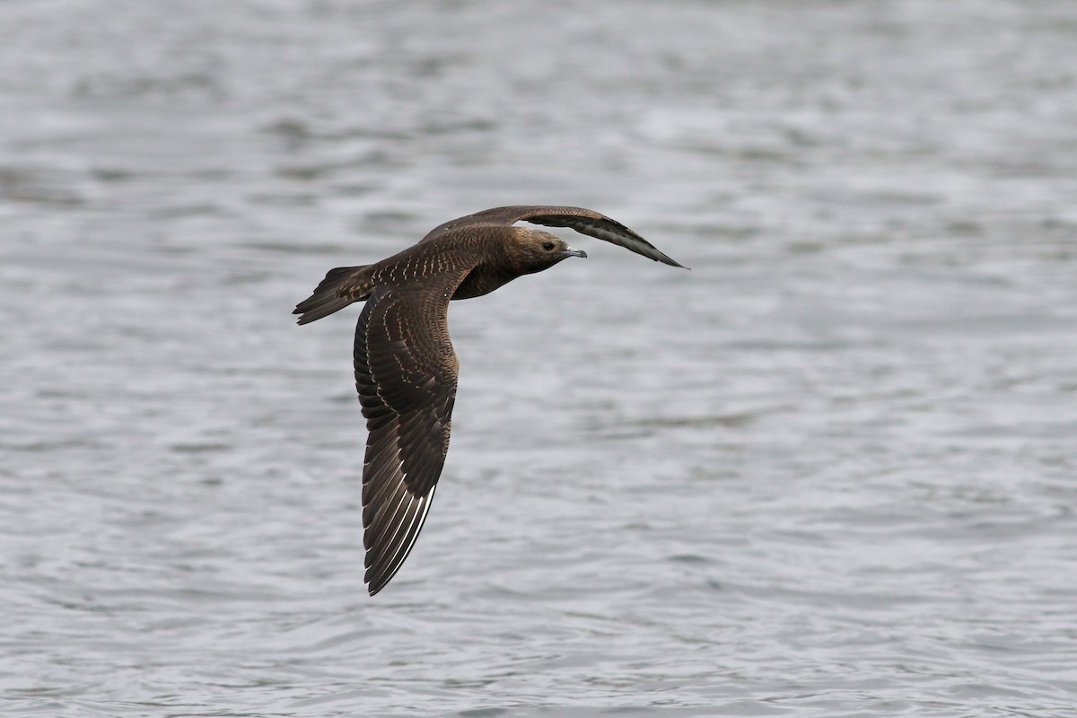 Parasitic Jaeger - Nick Bonomo