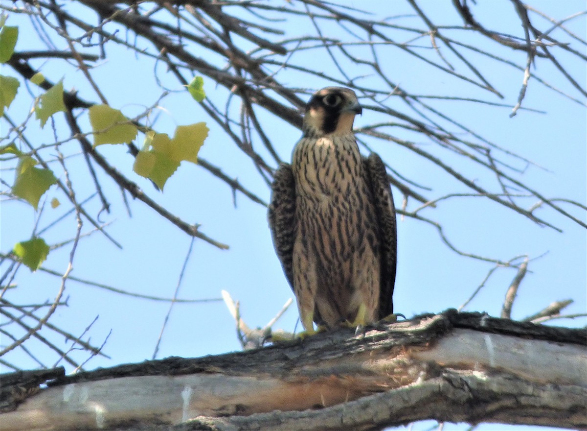 Halcón Peregrino - ML176562801