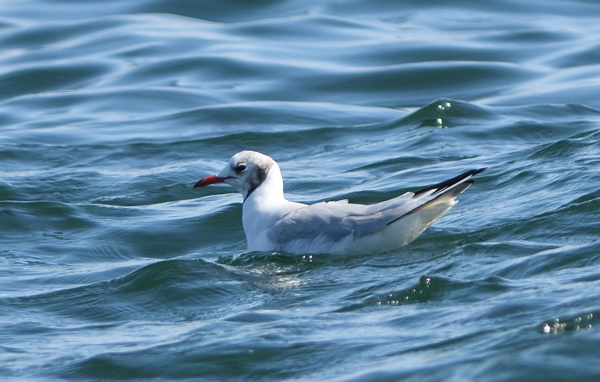 Mouette rieuse - ML176565291