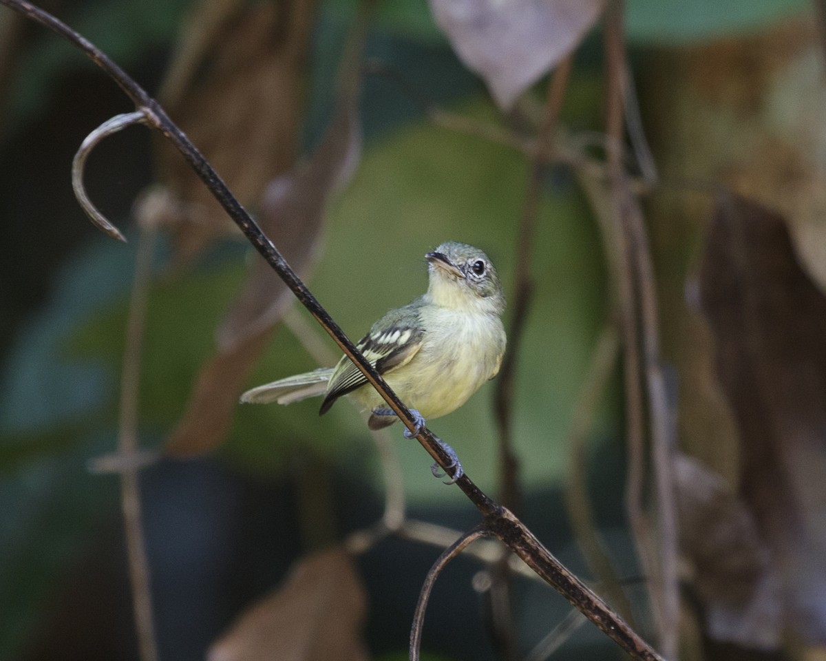 Olive-green Tyrannulet - ML176565621